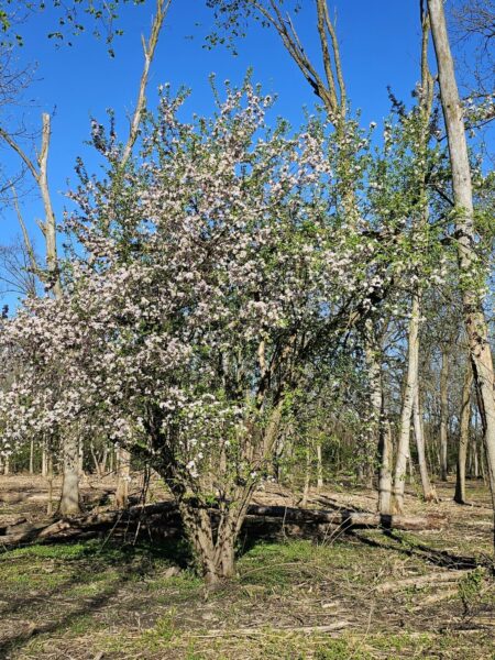 Prairie crabapple, Malus ioensis, white pink flowers bloomin in spring.