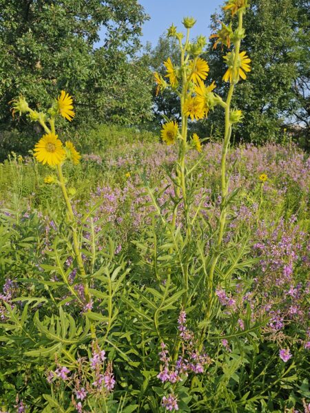 Compass plant silphium laciniatum in bloom yellow flower