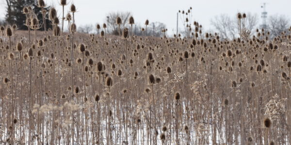 Teasel, Dipsacus sp dries 2nd year seed heads in winter.