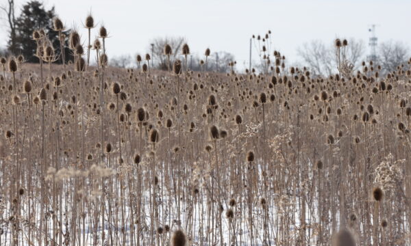 Teasel, Dipsacus sp dries 2nd year seed heads in winter.