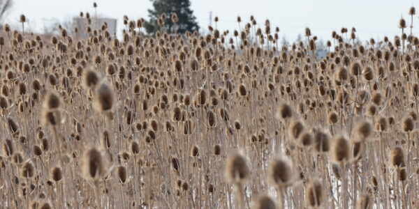2nd year teasel, dipsacus sp. monoculture in winter.