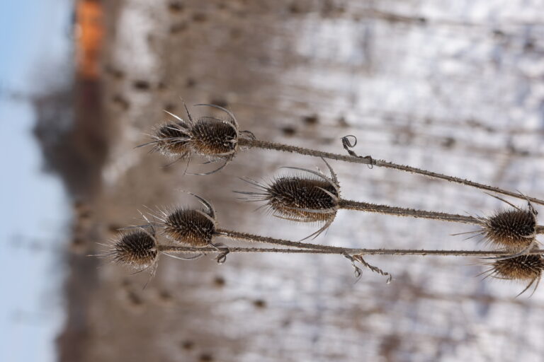 teasel, Dipsacus sp dried seed head in winter.