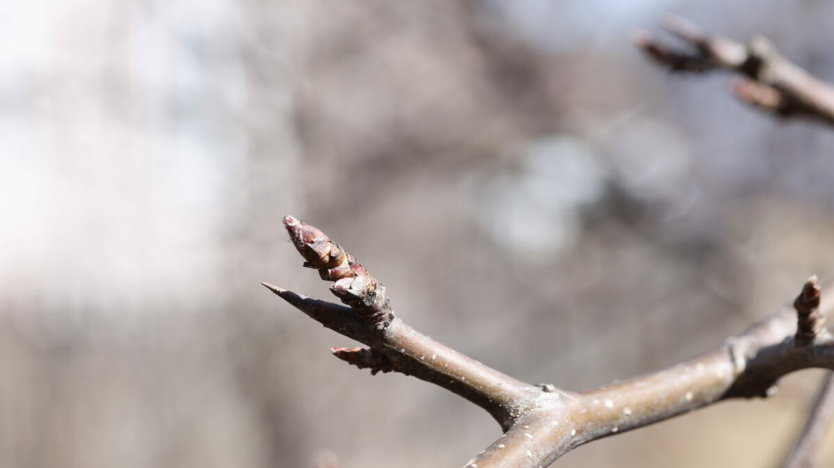Callery Pear pyrus calleryana bark twigs bud and terminal thorn