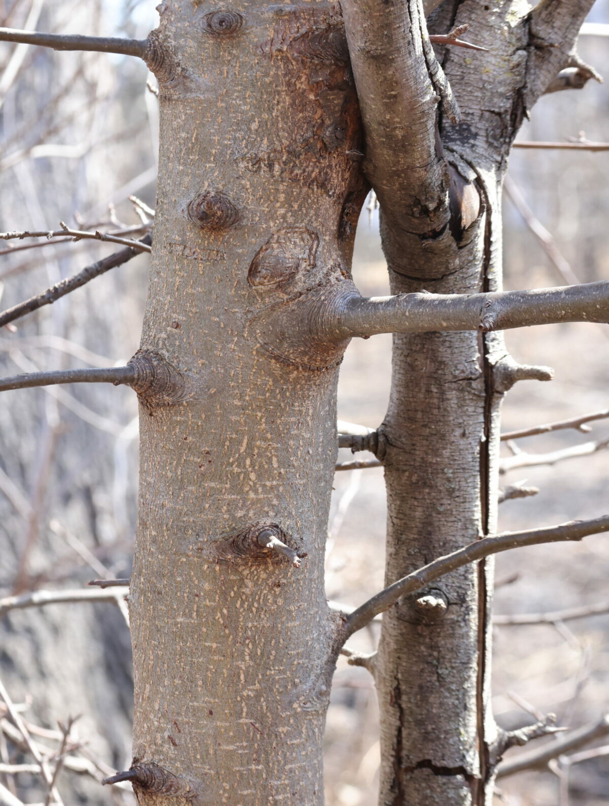 Callery Pear Pyrus calleryana bark stem and twigs