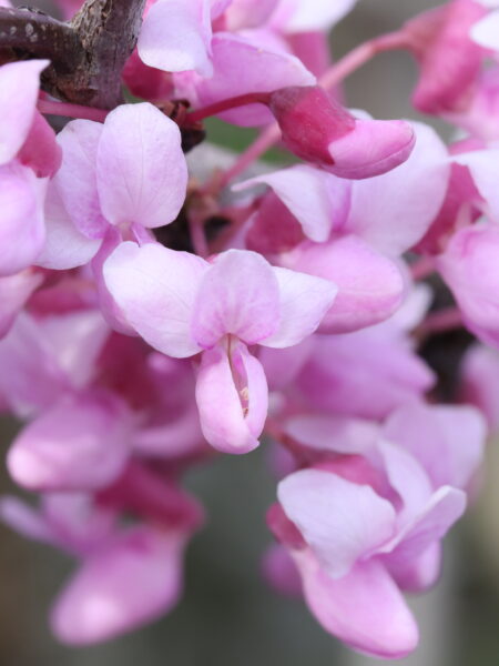 Redbud, Cercis canadensis pink flowers in spring.