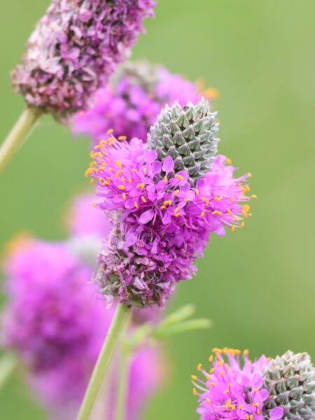 Blooming purple/pink flowers of purple prairie clover, Dalea purpurea.