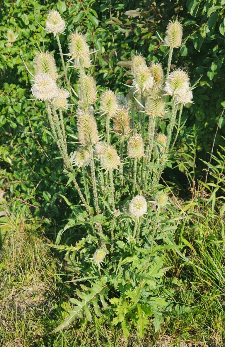 cut-leaf teasel dipsacus laciniatus white bloom prickly stem and cut leaves