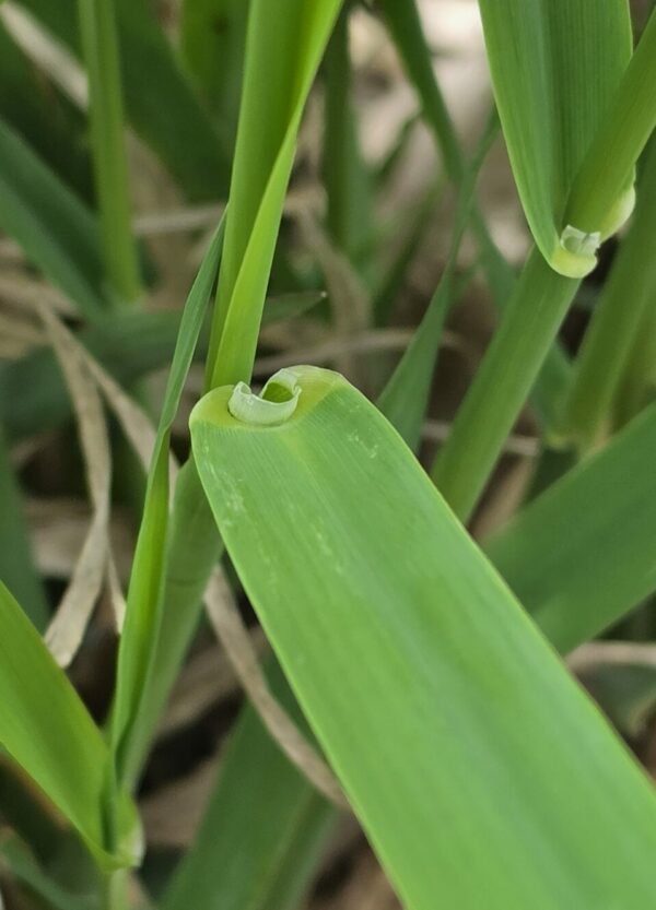 Reed canary grass phalaris arundinacea lugule