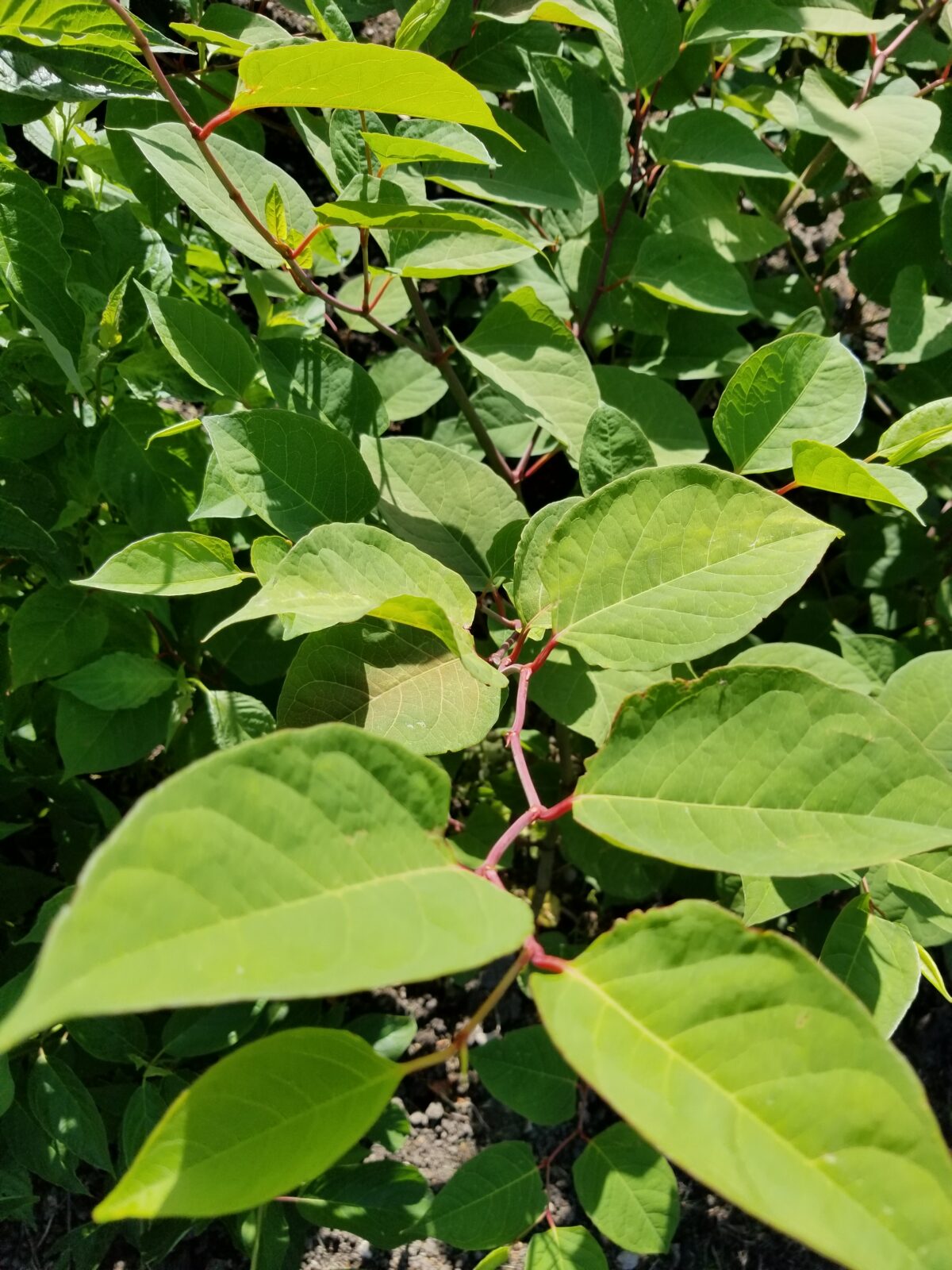 Close-up of green leaves with reddish stems in sunlight, showing dense foliage. The ground is visible in shaded areas beneath the leaves.