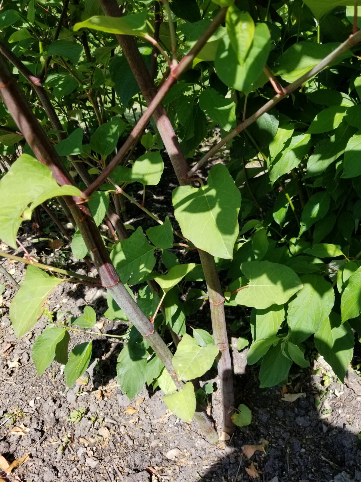 Sunlight shines on green, heart-shaped leaves growing on reddish stems emerging from soil, surrounded by dense foliage in a garden setting.