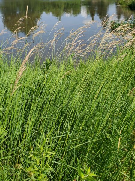 Tall green grass and wild plants grow by the edge of a calm pond, with trees and bushes reflecting in the water under a clear, sunny sky.