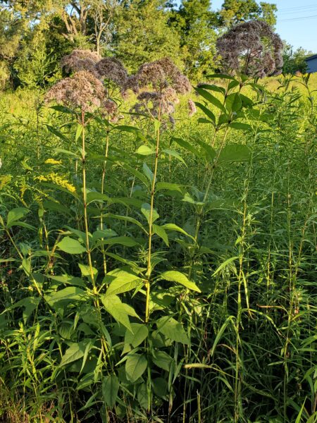 Tall green plants with large, umbrella-shaped clusters of purple-pink flowers stand in a sunlit field, surrounded by grasses and other greenery. Trees and a clear blue sky are visible in the background.