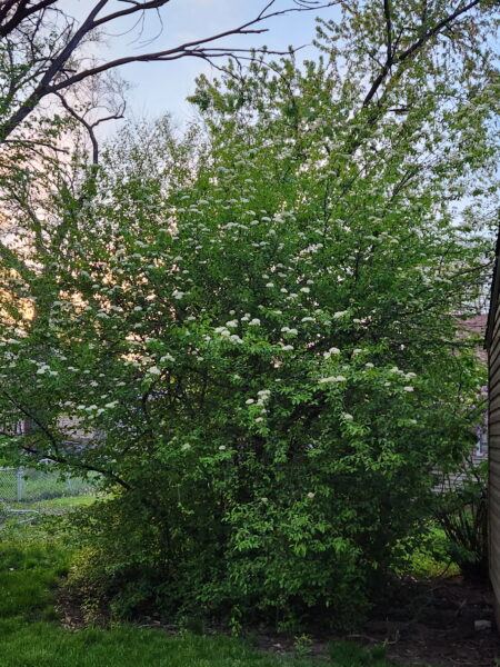 A tall, bushy green shrub with clusters of small white flowers grows beside a house. Trees and a fence are visible in the background at sunset.