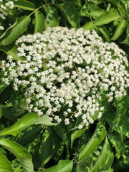 Large clusters of small white flowers grow densely among green leaves on a sunny day, with blue sky peeking through the foliage in the background.