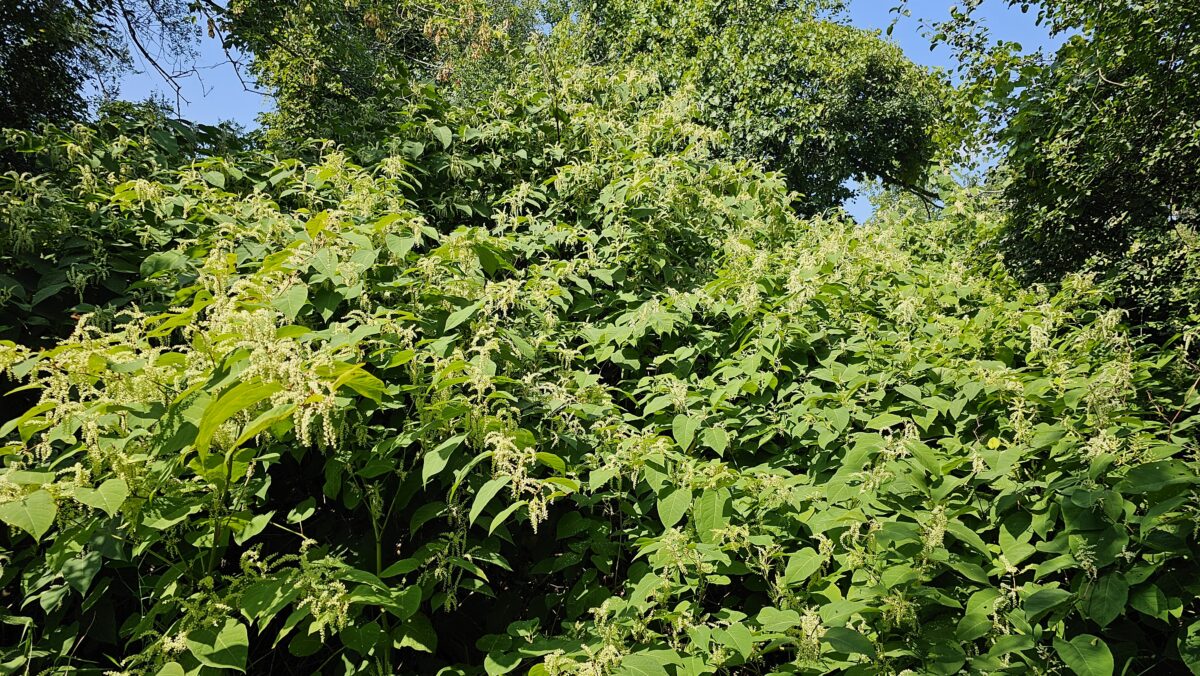 Dense green foliage and leafy plants with small clusters of light flowers cover the ground and trees under bright sunlight, creating a lush, overgrown natural scene. Blue sky peeks through the upper background.