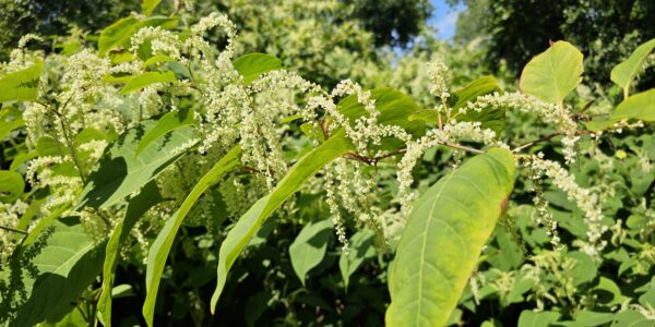 Close-up of Japanese knotweed with green leaves and clusters of small white flowers, set against a background of lush greenery and a blue sky.