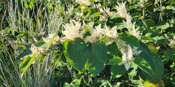A close-up of green leaves and clusters of small, white flowers, likely Japanese knotweed, in a sunlit outdoor setting with tall grasses in the background.