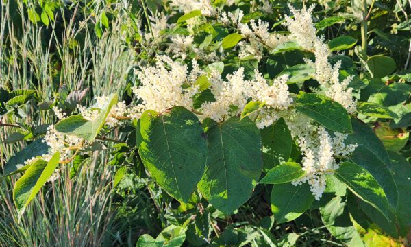 A close-up of green leaves and clusters of small, white flowers, likely Japanese knotweed, in a sunlit outdoor setting with tall grasses in the background.