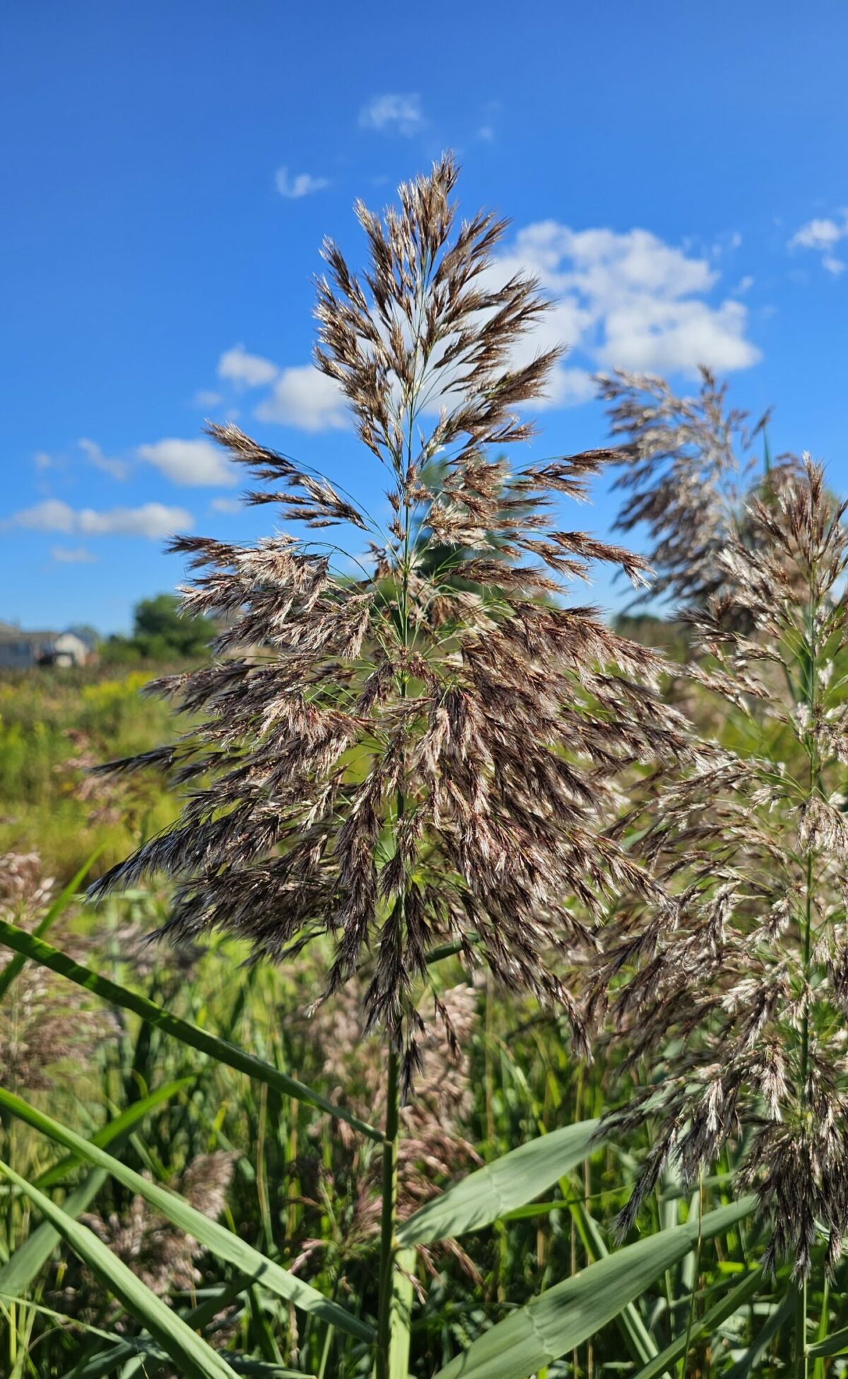 A close-up of tall grass with feathery seed heads in a green field under a bright blue sky with a few scattered clouds.