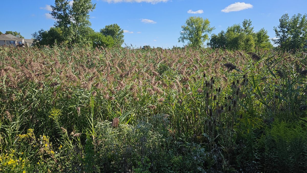 A dense field of tall grasses with some flowering plants in the foreground, bordered by leafy green trees under a bright blue sky with scattered clouds. Houses are partially visible on the left side.