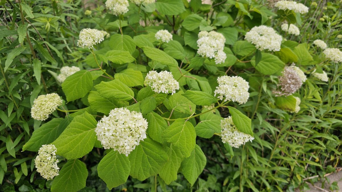 A bush with clusters of small, white flowers and large, bright green leaves, set among other green plants in a garden.