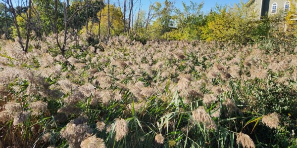 A dense field of tall, feathery grasses with green foliage and trees in the background, under a clear blue sky. A house is partially visible in the upper right corner.