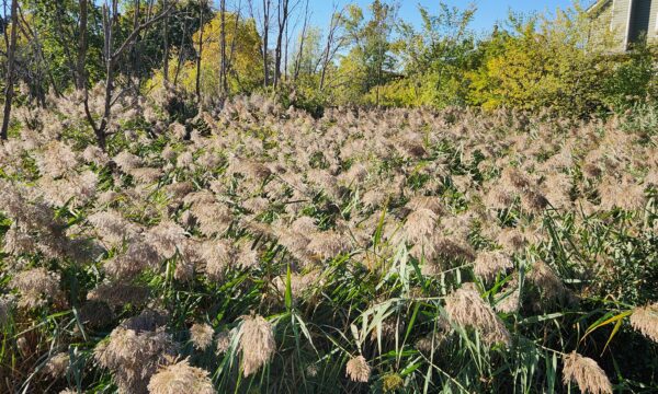 A dense field of tall, feathery grasses with green foliage and trees in the background, under a clear blue sky. A house is partially visible in the upper right corner.