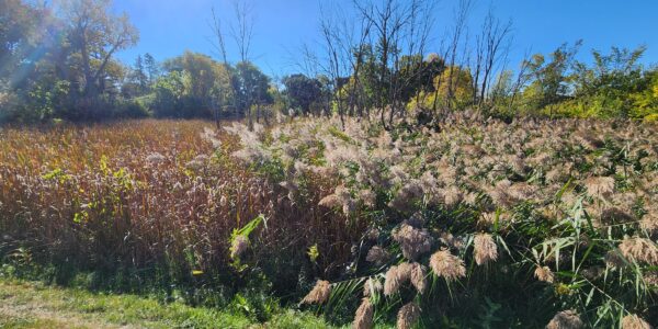 A sunny landscape with tall grasses and wild plants, some brown and some green, under a clear blue sky with trees in the background.