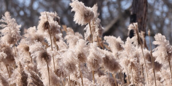 Tall, fluffy beige reeds sway in the wind, set against a blurred background of trees and blue sky, suggesting a natural field or wetland scene in late autumn or early winter.