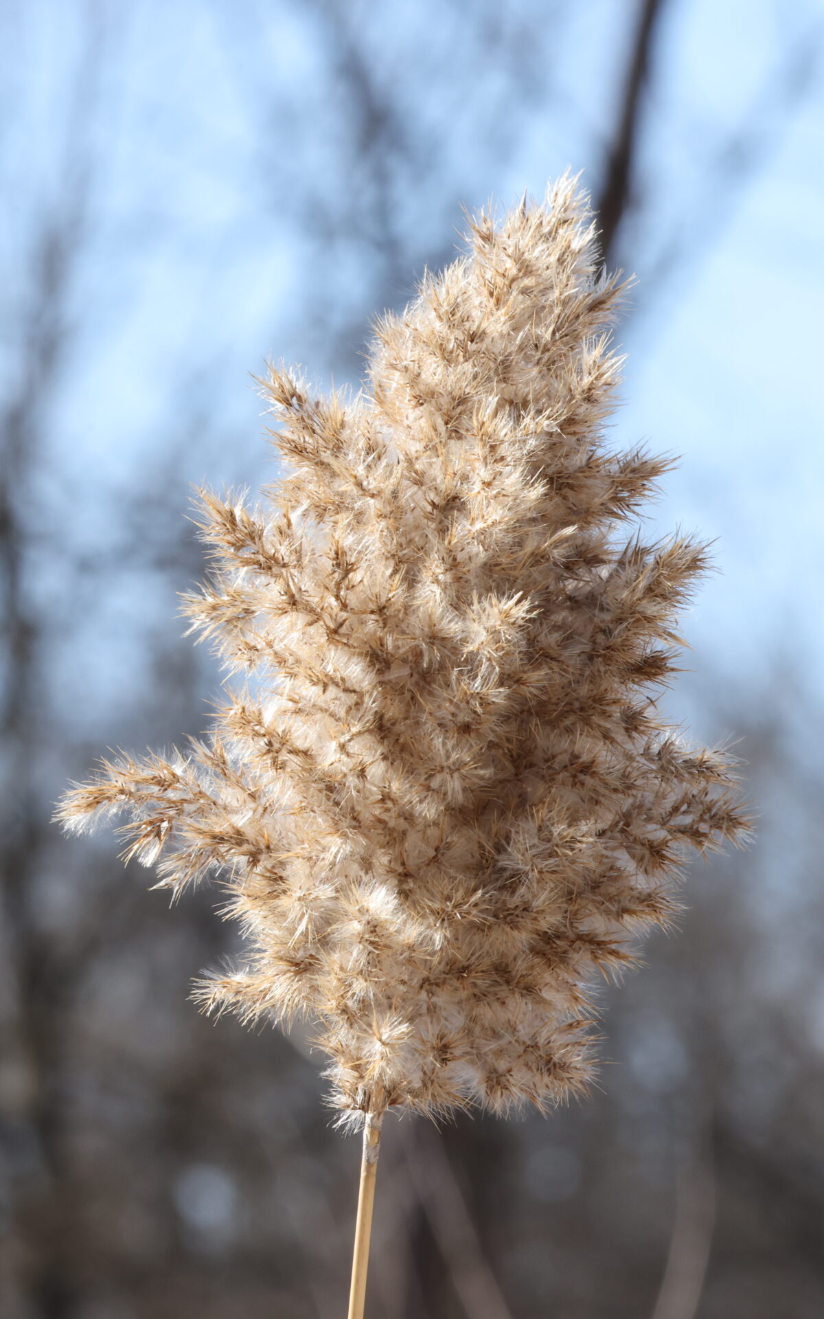 A close-up of a fluffy, beige reed or grass plume with a blurred wintery background of leafless trees and a pale blue sky.