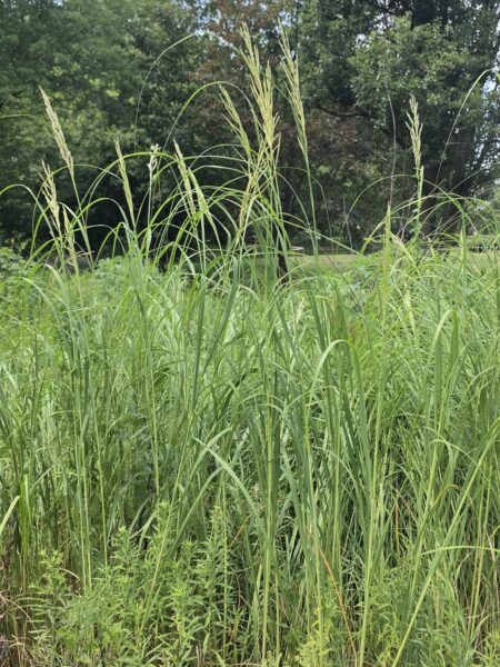 Tall green grasses and leafy plants grow densely in a field, with trees and a partly cloudy sky visible in the background.