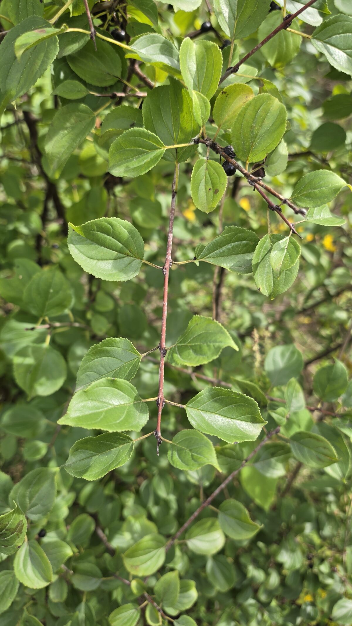 A brown stick insect camouflaged on a leafy green shrub branch, blending in with the stems and surrounded by vibrant oval leaves.