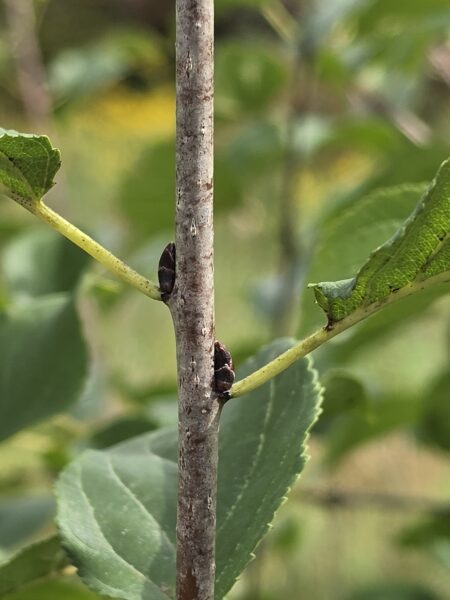 A close-up of a tree branch shows green leaves and two small dark insects or beetles resting at the base of separate leaves. The background is blurred with shades of green and yellow.