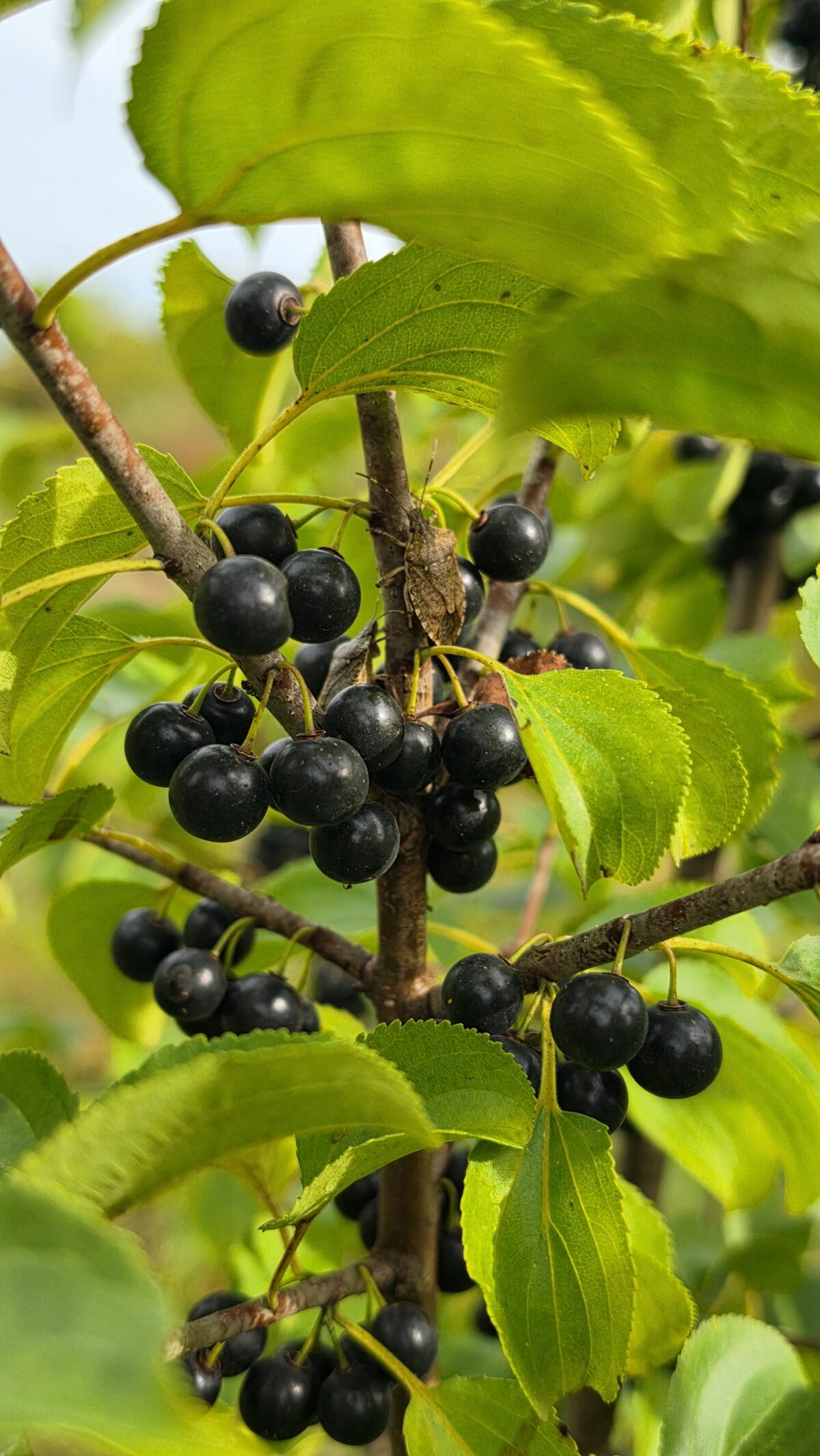 A close-up of a branch with clusters of small, round blackberries surrounded by green leaves, with a brown insect perched among the berries.