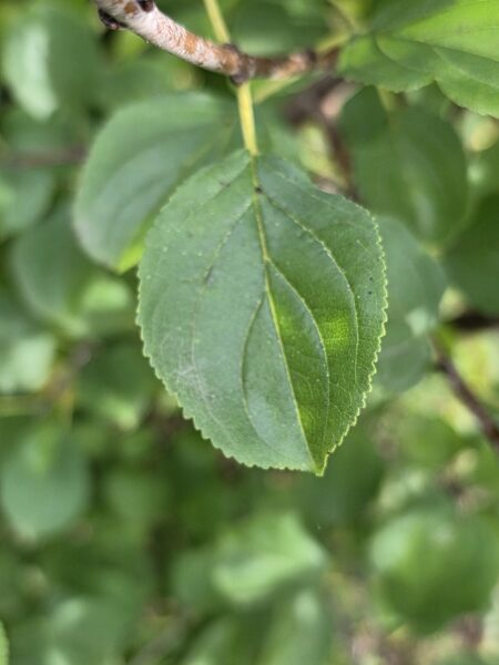 A close-up of a green leaf with serrated edges attached to a thin brown branch. More green leaves are softly blurred in the background, creating a lush, natural setting.