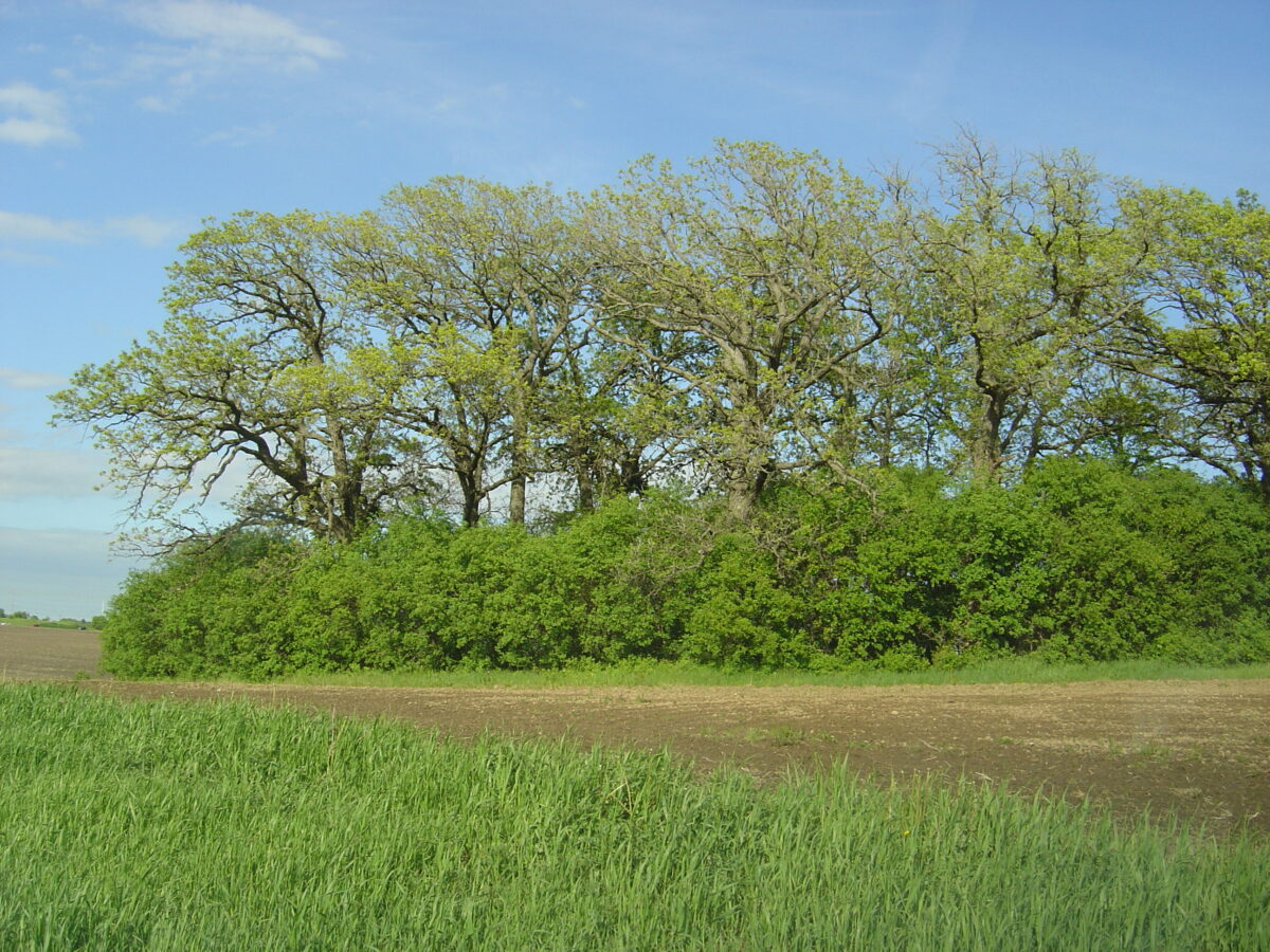 A cluster of leafy trees and shrubs stands next to a patch of bare soil, surrounded by lush green grass, under a blue sky with some scattered clouds.