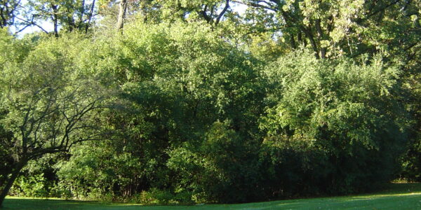 Dense, leafy green trees fill the background behind a grassy park lawn.