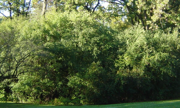 Dense, leafy green trees fill the background behind a grassy park lawn.
